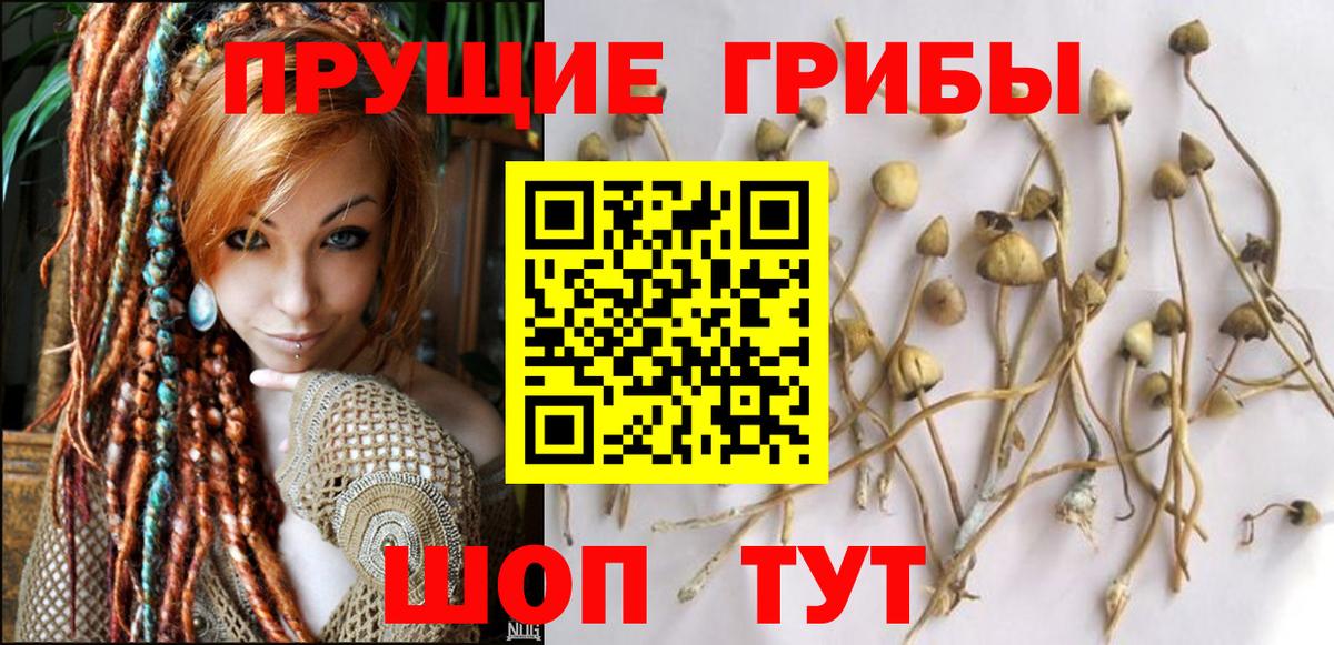 Псилоцибиновые грибы GOLDEN TEACHER Ростов-на-Дону